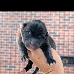 Saki's Girl - Black female Akita puppy in South Carolina from Sierra Mountain Akitas