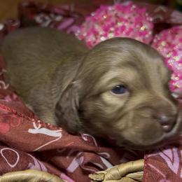 Flora - Chocolate and cream female Dachshund puppy in Sheridan, Arkansas from Farmhouse Dachshunds