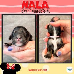 Purple - female Golden Mountain Doodle puppy in Boiling Springs, South Carolina from OlliePups, LLC