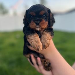 Ajax - Black and tan male Cavalier King Charles Spaniel puppy in Smithfield, Utah from Bella Notte Cavaliers
