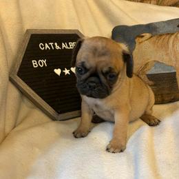 Apricot boy 2 - Fawn male Pug puppy in Norborne, Missouri from Pug Palace