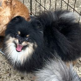 Seek - Pomeranian