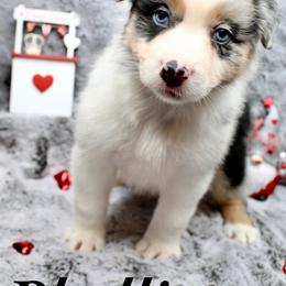 Phyllis - Blue merle Australian Shepherd puppy in Honey Grove, Texas from Fox Creek