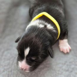 Rolo - Black tri-color male Australian Shepherd puppy in Anthony, Florida from Out of the Blue Aussies