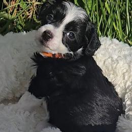 Girl 1 - Black and white female Chinese Crested puppy in Amarillo, Texas from Lone Star Chinese Cresteds by Kim