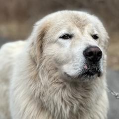 Maison - Maremma Sheepdog