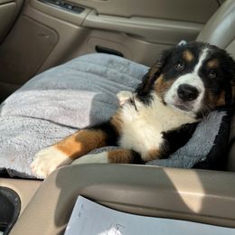 Bernedoodle Puppies from Buckingham's Bernedoodle Buddies