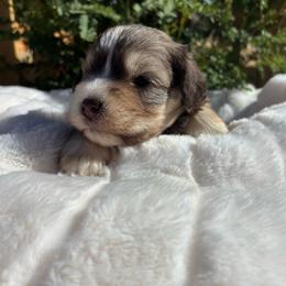 Moana - Liver female Miniature Schnauzer puppy in Menifee, California from Moonshine’s Minis