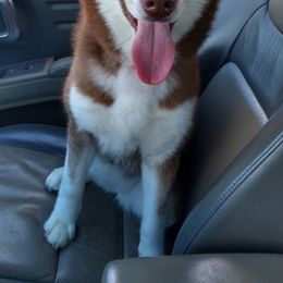 Siberian Huskies from Lesley Smith's Huskies