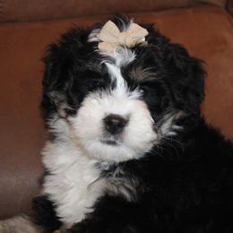 Poppy - Tri-color female Bernedoodle puppy in Apple Creek, Ohio from Kathryn Troyer