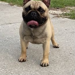 Quentin - French Bulldog