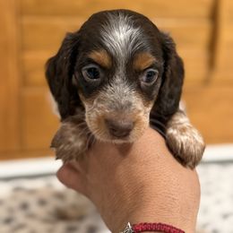 Medium  boy larger white stripe on face - Chocolate and tan male Dachshund puppy in Madera Acres, California from Muggin Bostons Terriers and Mini Dachshund