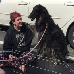 Borzoi and Silken Windhound All Grown Up from Perla Silken Windhounds & Borzoi