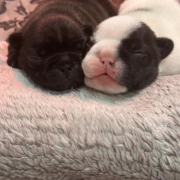 Snowflake - White and brindle female French Bulldog puppy in Longs, South Carolina from Baltic French Bulldogs