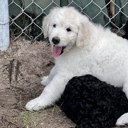 Goldendoodle Puppies from Bianca Bleu Goldendoodles