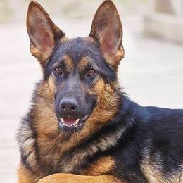 Freyja  - German Shepherd