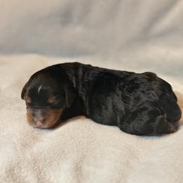 Boy 2 - Tri-color male Bernedoodle puppy in Anchorage, Alaska from Cascade Country Doodles