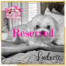 Ludovic (Ludo)-Reserved - White male Maltese puppy in Asheville, North Carolina from Miniature Blessings