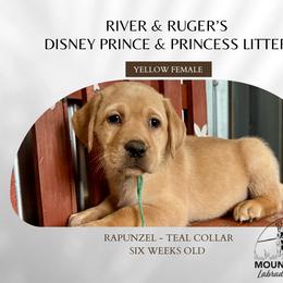 Rapunzel - Yellow female Labrador Retriever puppy in Grand Gorge, New York from Mountain View Labrador Retrievers