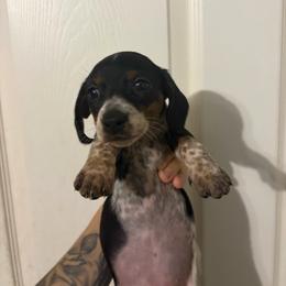 Pepper - Piebald female Dachshund puppy in Conroe, Texas from R&M Dachshunds