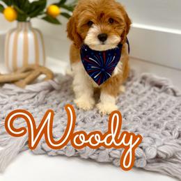 Woody - White male Cavapoo puppy in Buford, Georgia from Petite Posh Puppies