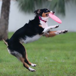 Lylah - Australian Shepherd