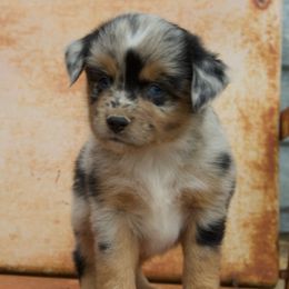 Cowboy - Blue merle male Miniature American Shepherd puppy in Godley, Texas from Bradley Kennels
