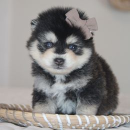 Tate MICRO MICRO - Black and white male Pomsky puppy in Apple Creek, Ohio from Kathryn Troyer