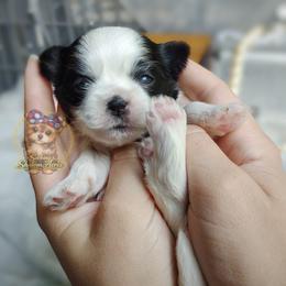 Korean Meadow - Black and white female Mal-Shi puppy in Barren Springs, Virginia from Seeking Shalom Acres Maltese, Maltipoos & Havamalts