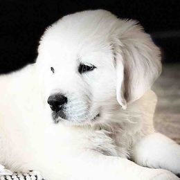 Golden Retrievers and Labrador Retrievers from Stephanie Dellrie