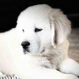 Golden Retrievers and Labrador Retrievers from Stephanie Dellrie