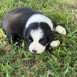 Daytona 3 - Black tri-color female Australian Shepherd puppy in Hubbard, Texas from Poston Paddock Aussies LLC