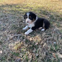 Boy 7 - Australian Shepherd puppy in Blum, Texas from 4P Poteet Farms