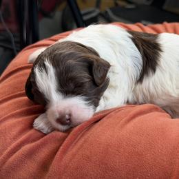 Fern - Brown and white female Bernedoodle puppy in Russellville, Arkansas from Crossgate Doodles