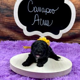 Rose - Black female Poodle puppy in Lancaster, Missouri from Cavapoo Acres