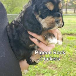 Red - Black and tan male Cocker Spaniel puppy in Calhoun, Georgia from Pigeon Rock Cockers