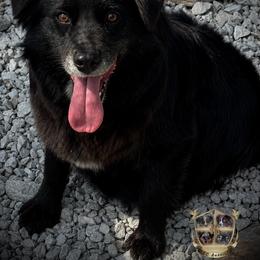 Sissy - Australian Shepherd
