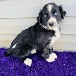 Midnight - Black & white female Australian Shepherd puppy in Charlotte, North Carolina from Awesome Aussies
