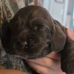 Chico - Brown male Cocker Spaniel puppy in Winston Salem, North Carolina from Cocker Cottage