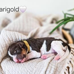 Marigold - Parti female Poodle puppy in Gaylord, Michigan from Dog Mom Co. Poodles