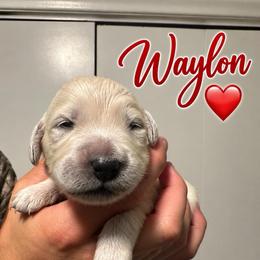 Waylon - Red - Light golden male Golden Retriever puppy in Eaton Rapids, Michigan from Steele Goldens