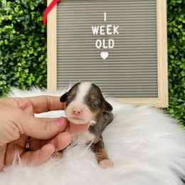 Bella - Merle Bernedoodle puppy in Winfield, Alabama from Rose Lane Doodles