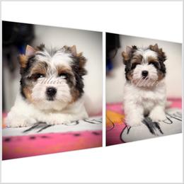 Girl 1 - Black tan and white female Biewer Terrier puppy in Woodside, New York from Allure Biewer Terriers