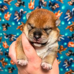 Sonic - Red male Shiba Inu puppy in Marshall, Minnesota from Tobitatsu Shiba Inu