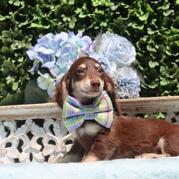 Hersey Kisses - Chocolate and cream male Dachshund puppy in Woodbine, Georgia from Walker's Minidachs
