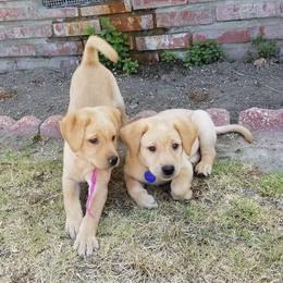Labrador Retriever Puppies from Silver Birch Labrador Retrievers