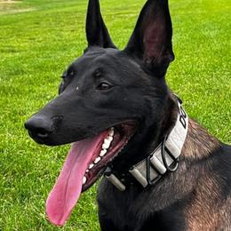 Belgian Malinois puppies from Wachhund Kennels