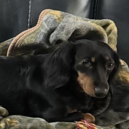 Lucy - Dachshund