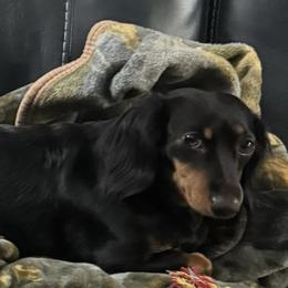 Lucy - Dachshund