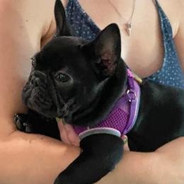 Bulldog and French Bulldog Puppies from Kansas Grand St English & French Bulldogs